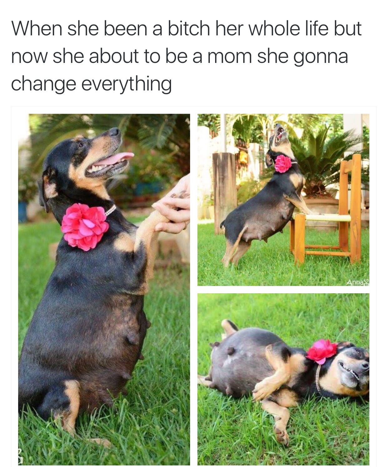 Every dog has its day