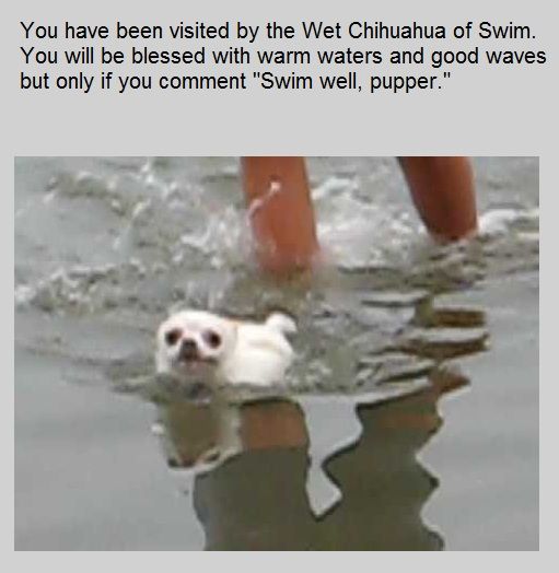 Swim well, Pupper!