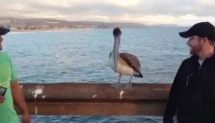 When your homie pelican has the same attitude as you do