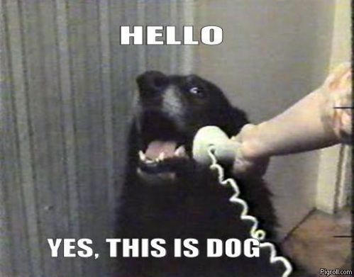 Calling home from college and your family have pets.