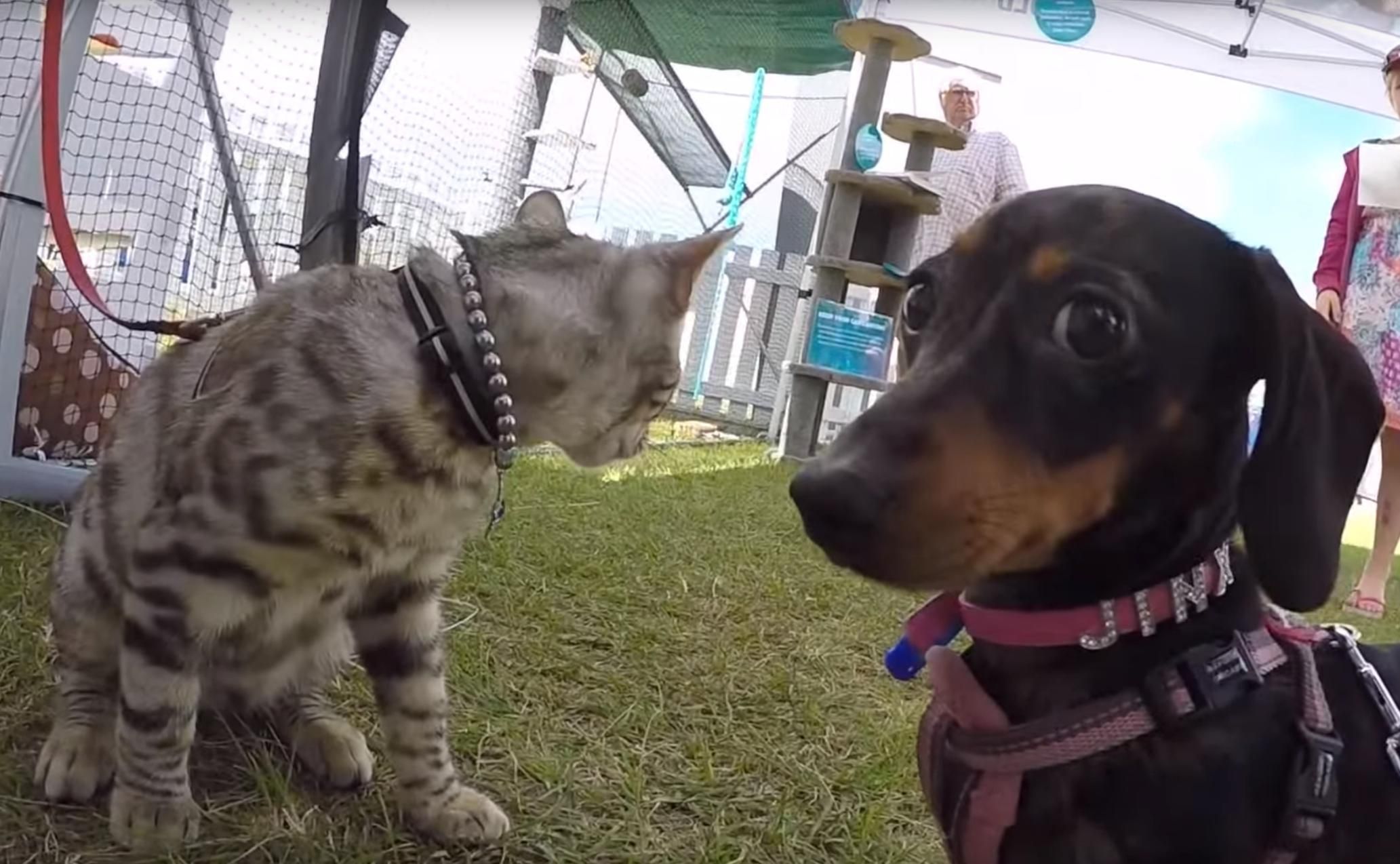 The moment Jinx realised I brought him to a cat convention