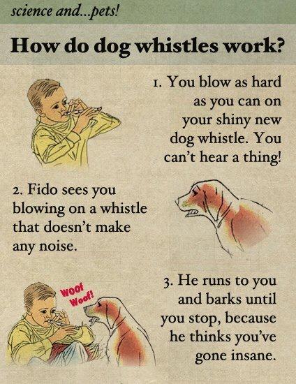 Science and... Pets!