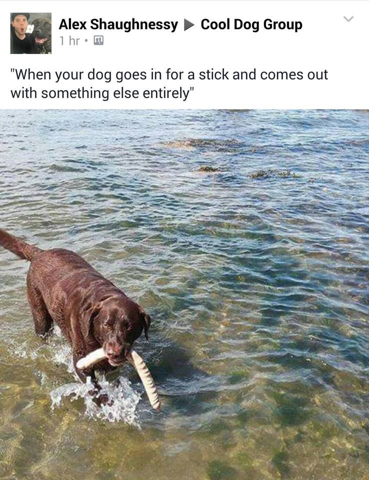 OP walks his dog out