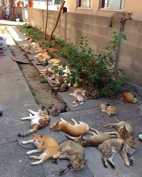 "Plant catnip", they said. "It'll keep mosquitoes away," they said.