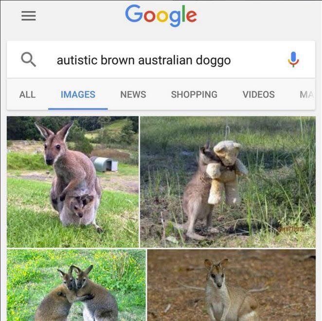 poor puppers :(