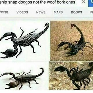 when you forget the word "scorpions" but google got your back