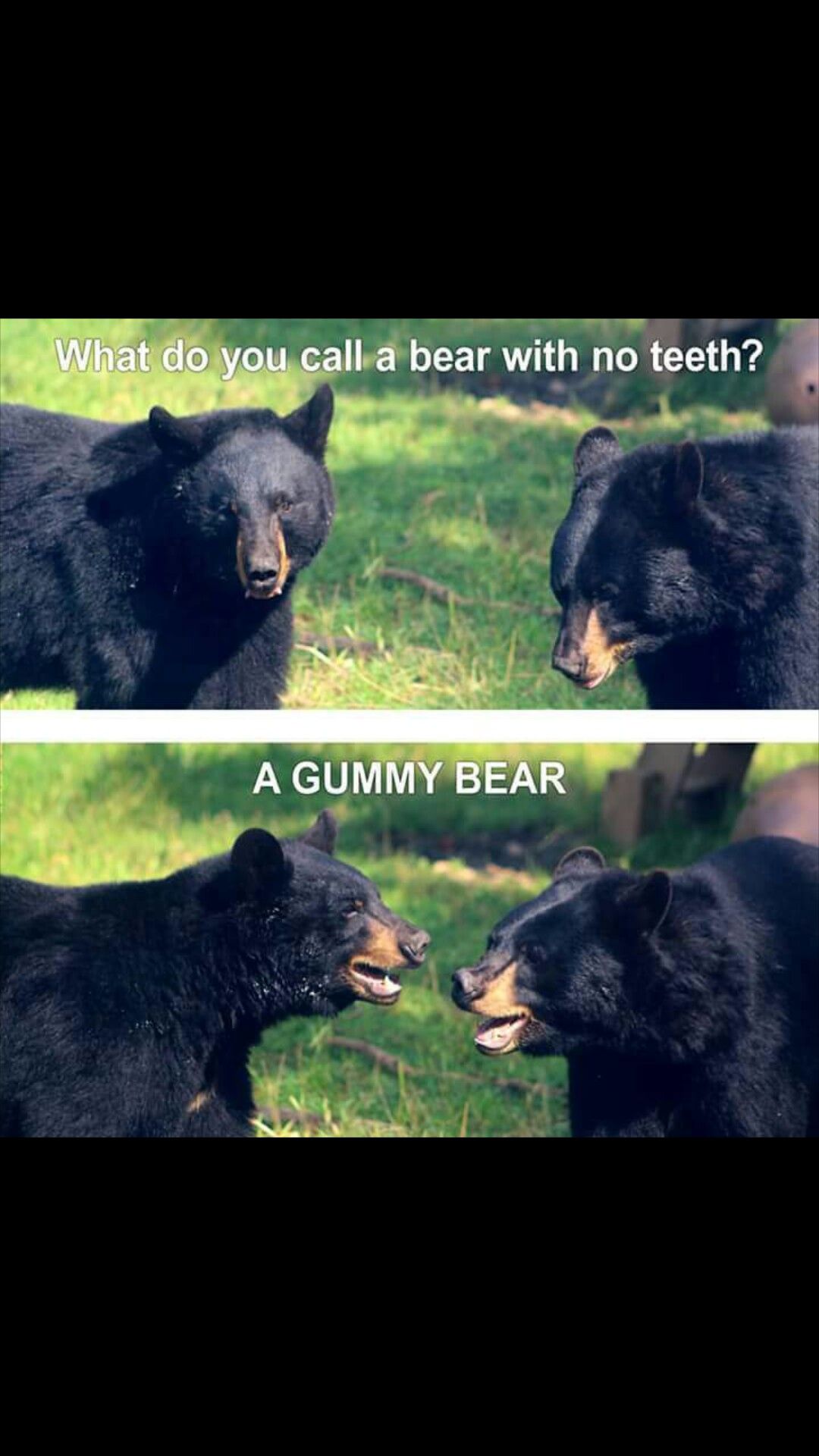 Bearly a good title