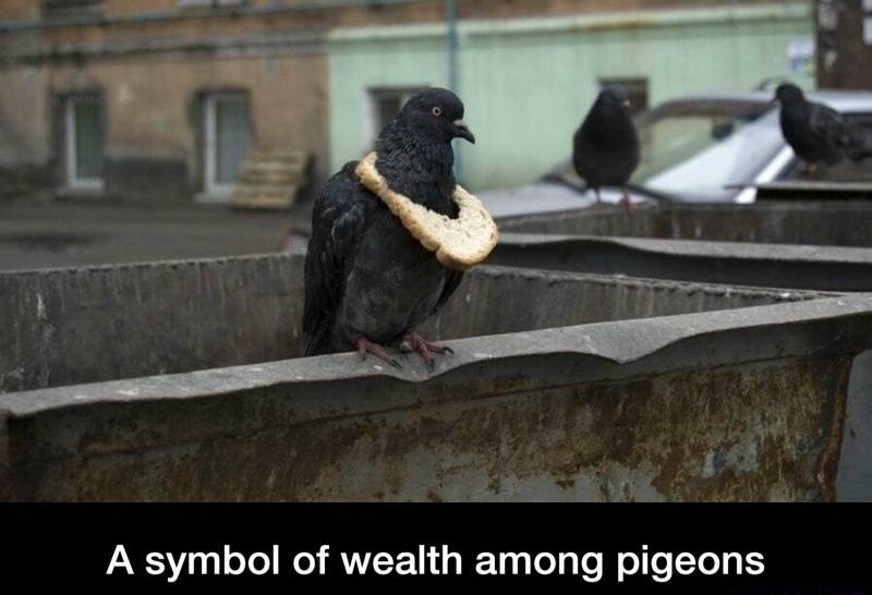 That moment when supreme pigeons are wealthier than you