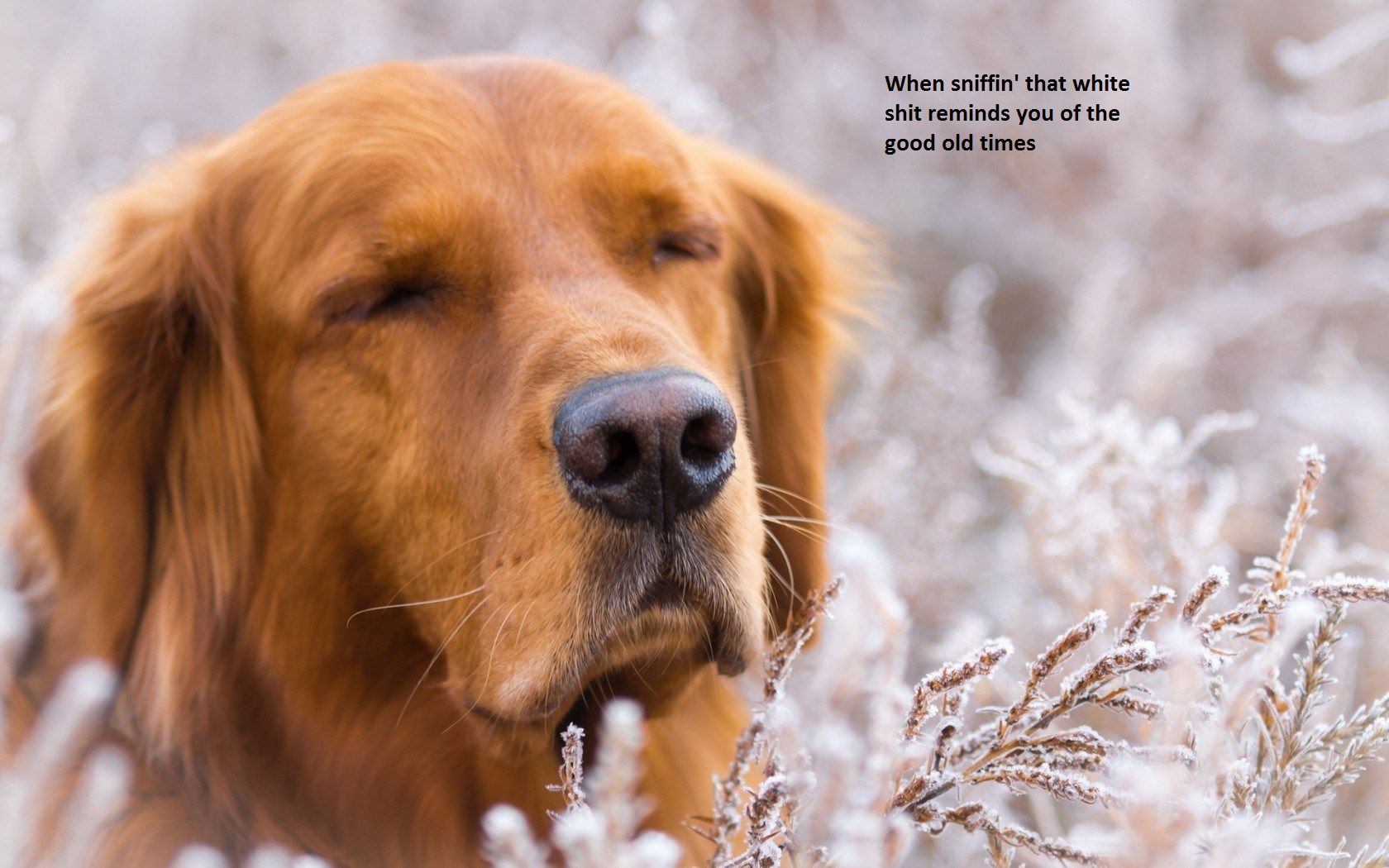 Old doggo embracing the powders of nature