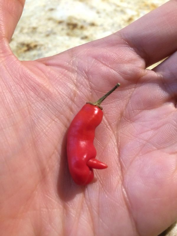 My chili has a willy