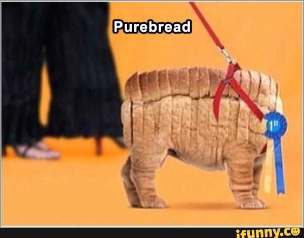 When you bring your pet to the raid