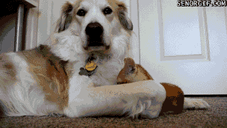 Cat got your thoung?