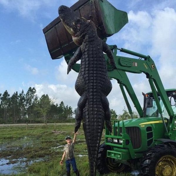 Florida-man kills the dragon riding his magnificent Deer