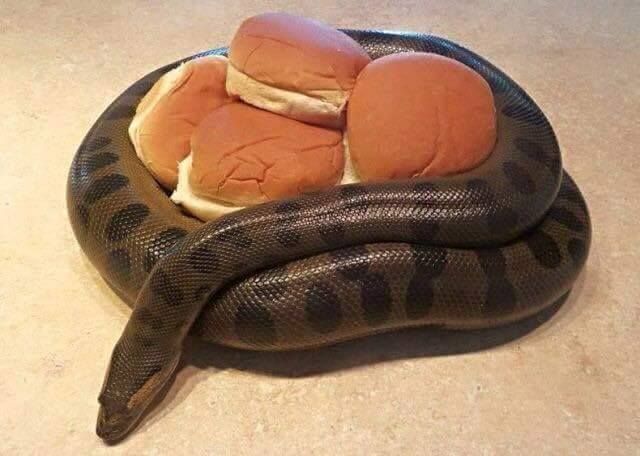 My Anaconda don't want none... Wait a minute