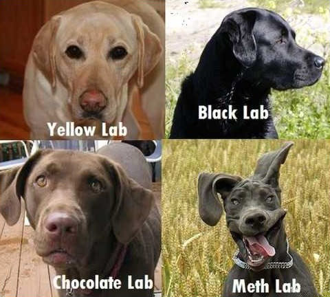 Different labs