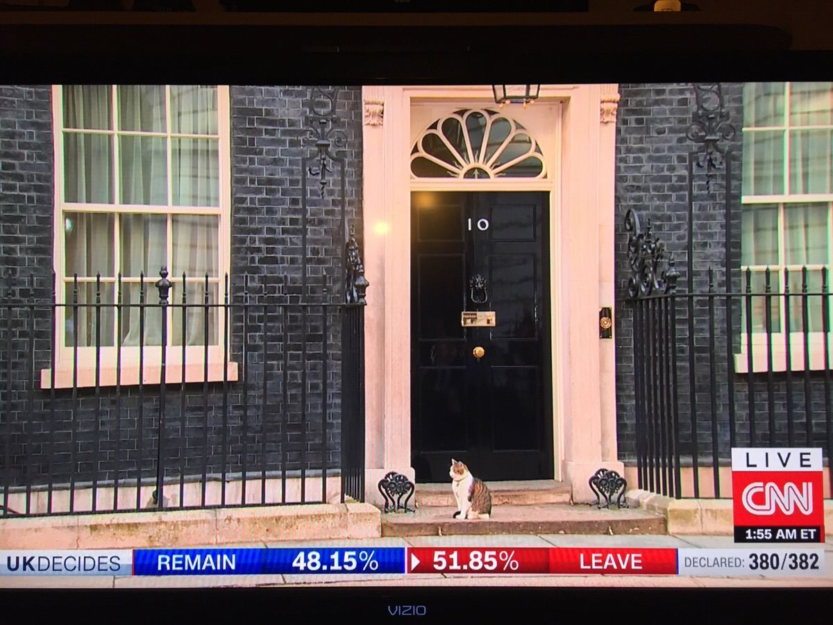 Breaking: Prime Minister David Cameron replaced by cat.