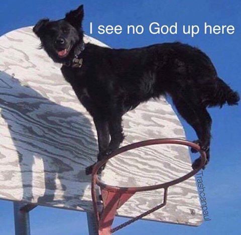 Only Dog can Judge me