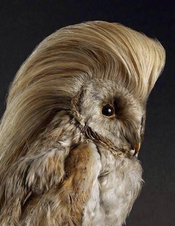 Make Taxidermy Great Again!