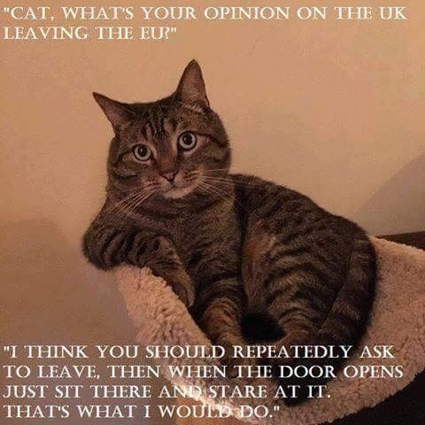 Cat's opinion.