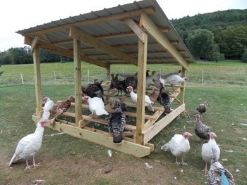 What's all this commotion about turkey coop?