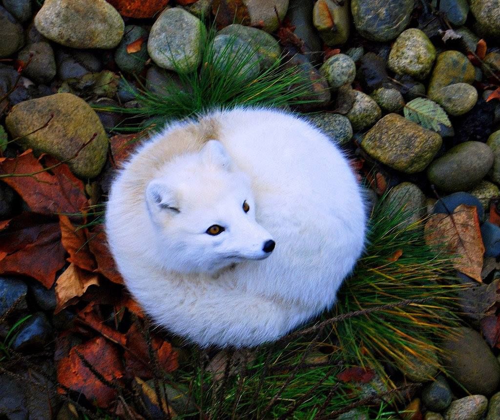 The way this fox is lying down