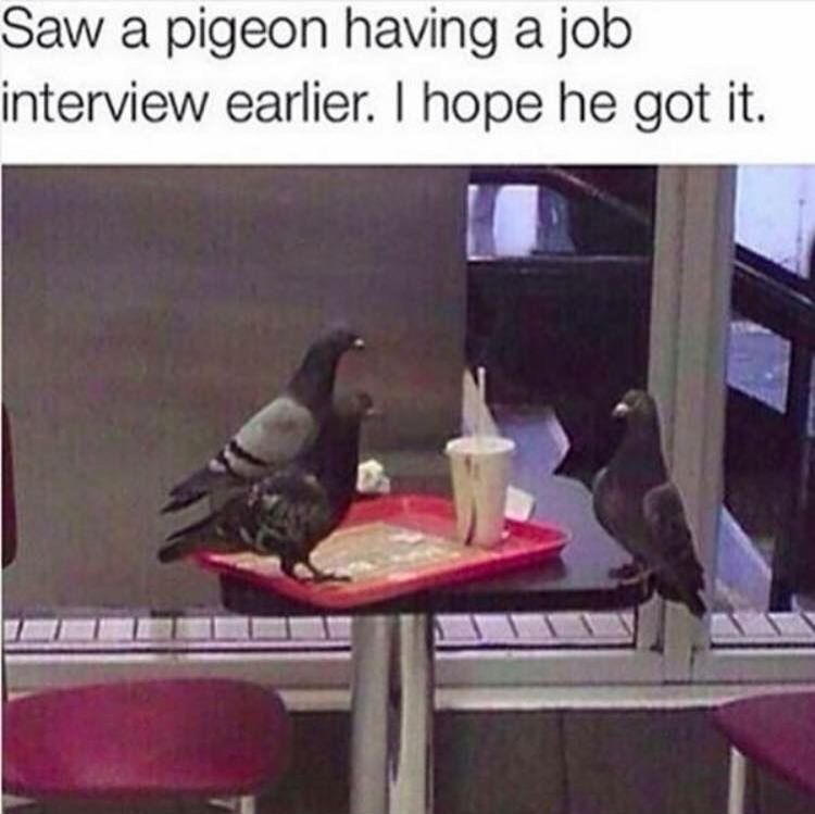 Life is hard for an unemployed pigeon.
