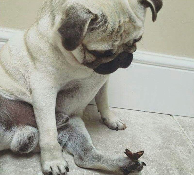 He made a friend!