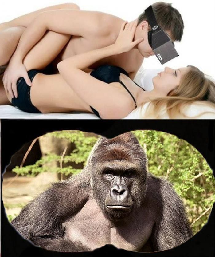 Dicks IN for harambe, i guess