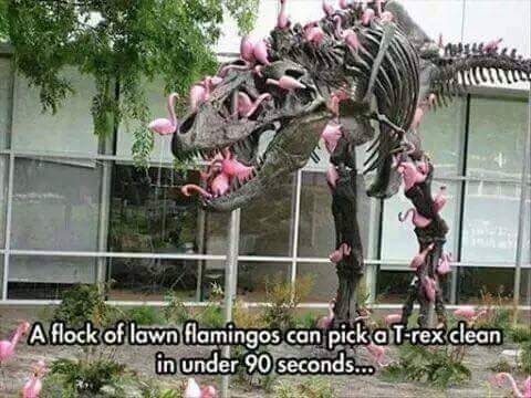 Flamingos