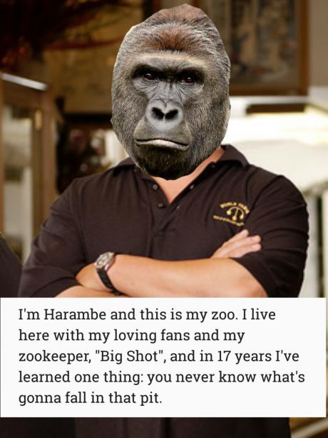 Harambe last show