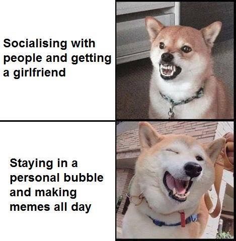 Shiba > Drake?