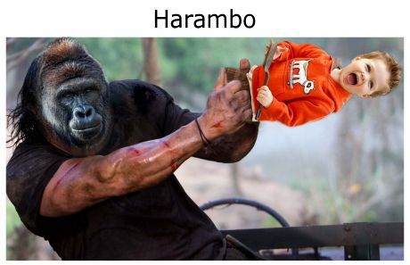 Am i too late for the Gorilla Express?