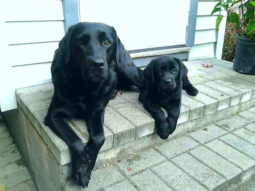 GF's Aunt has the cutest black labs.