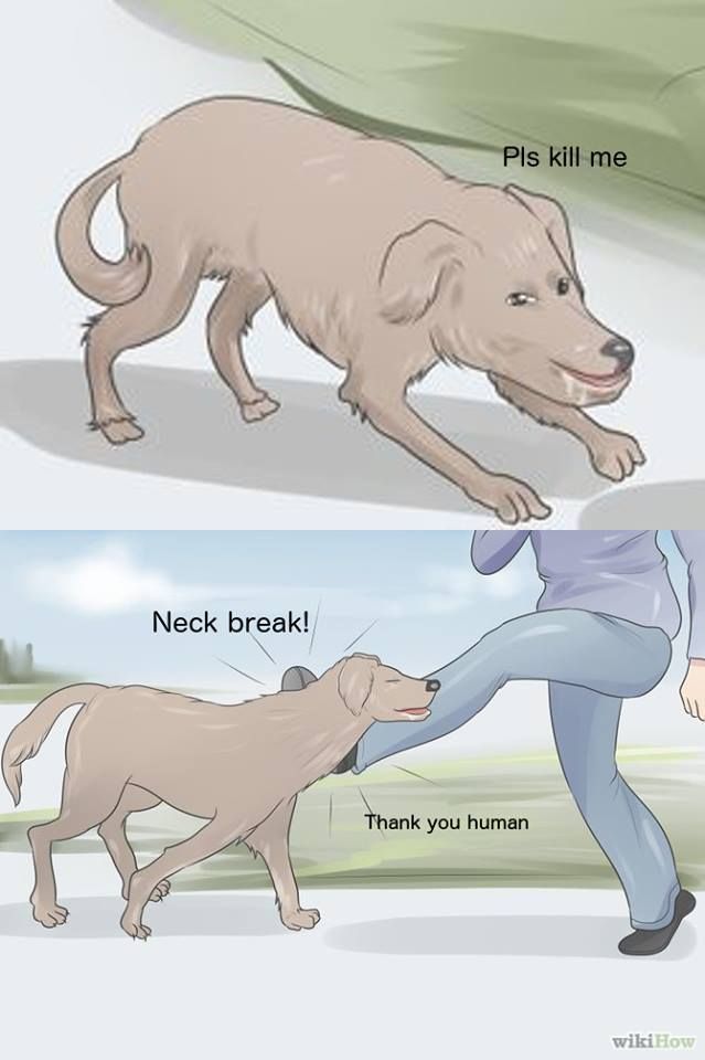 Anything else would be animal cruelty