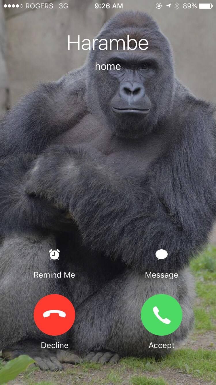 Upvote if you would answer his call, ignore if you would decline...