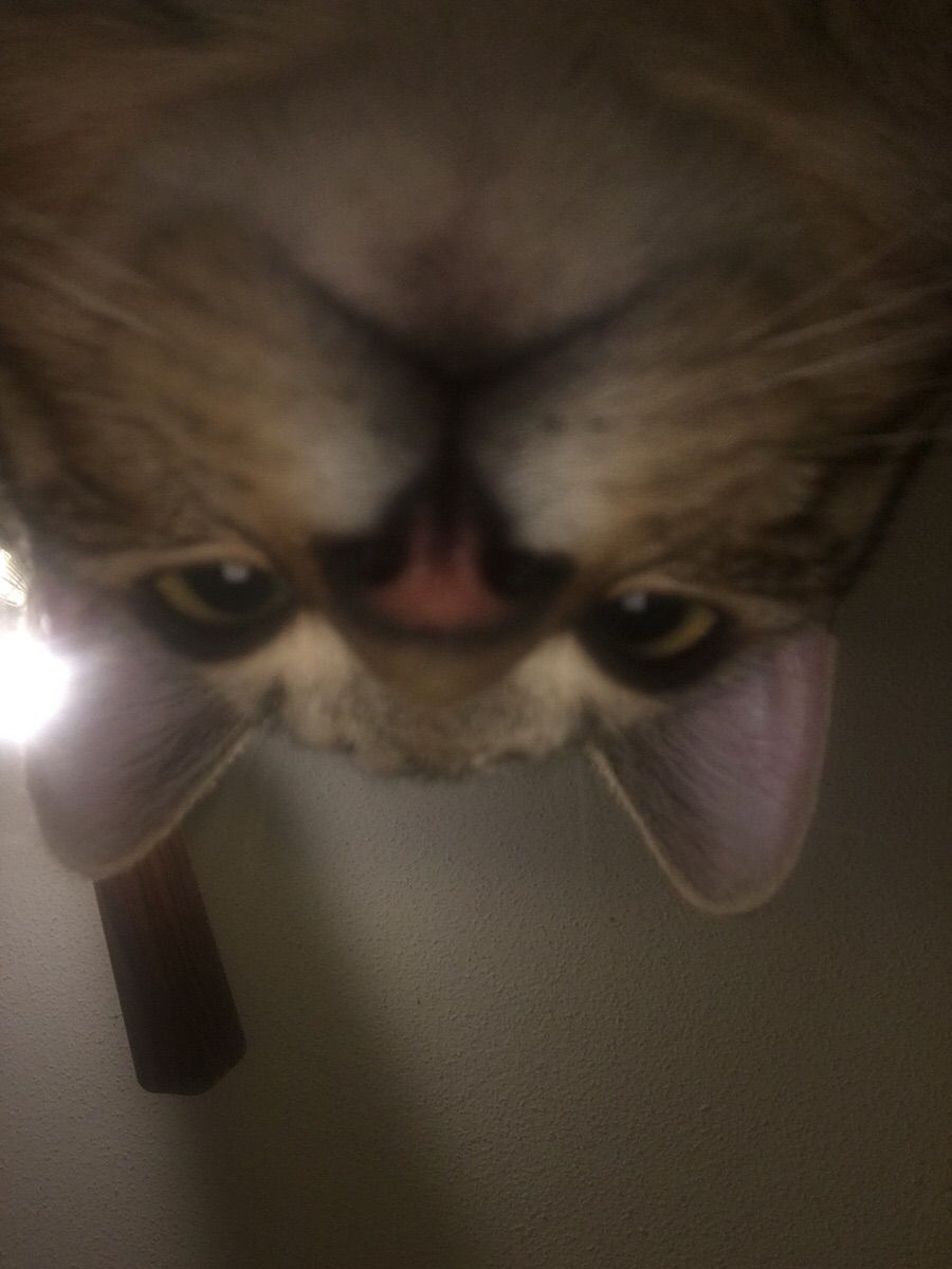 Left my phone open, came back to surprising selfie.