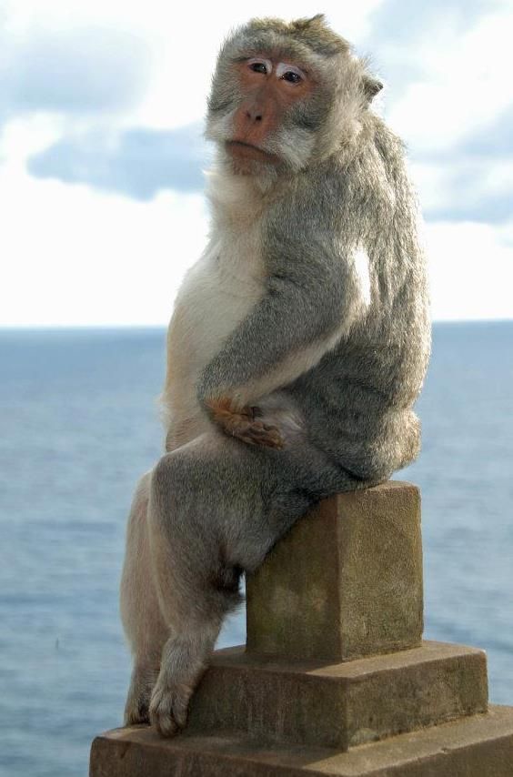 PsBattle: Posing Monkey