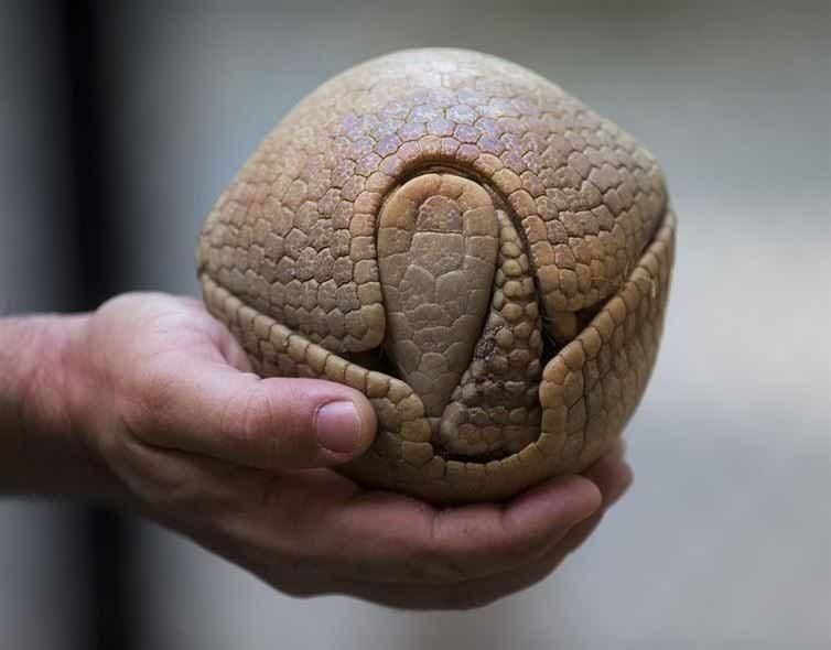An armadillo putting up his self defense mechanism.