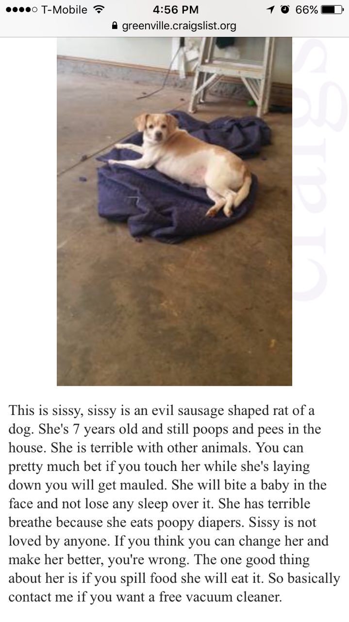 Found this ad while look at dogs on Craigslist. I think I'm going to pass
