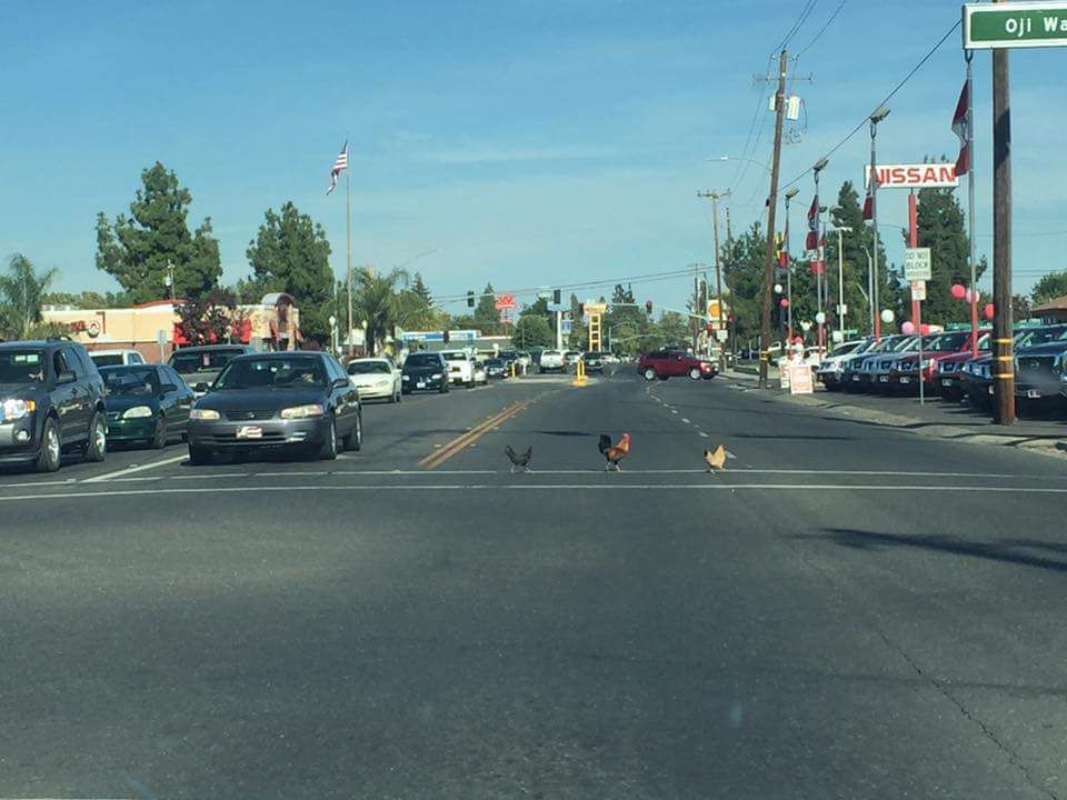 They learned to use the crosswalk.
