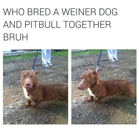 Bull-Weiner