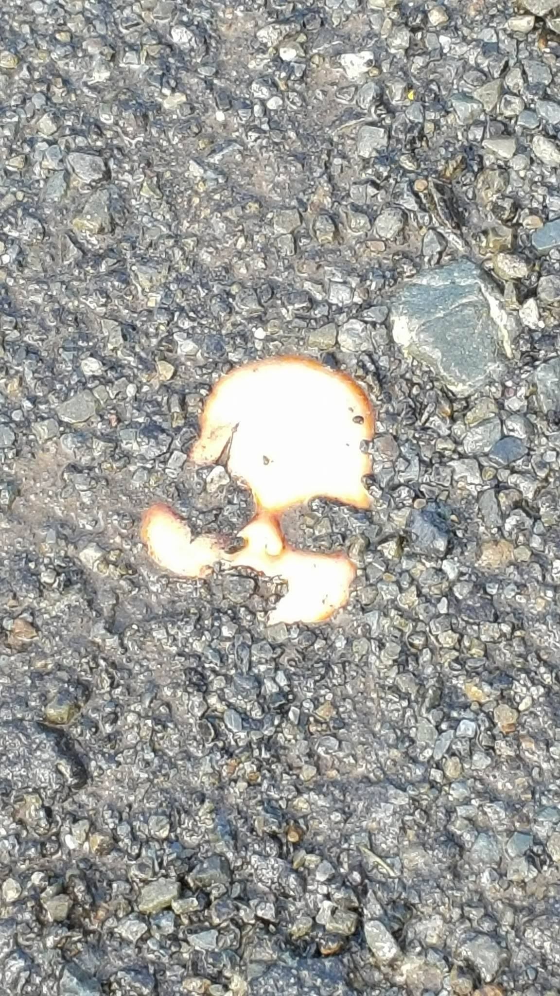 Found this doll face in my driveway, I have no idea how it got there.