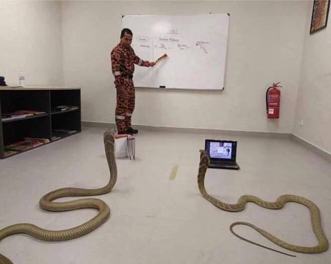 Programming in Python