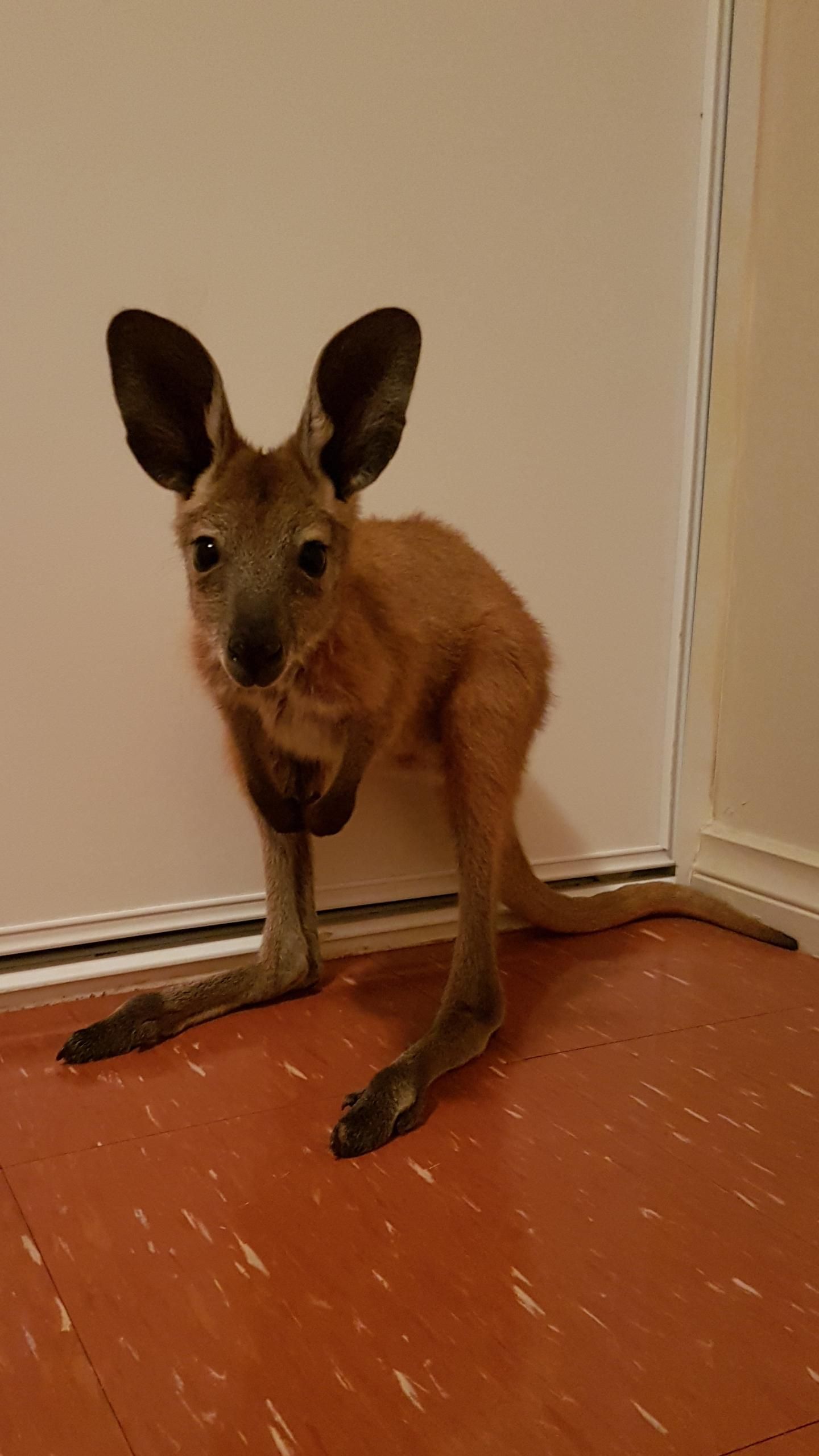 Meet Ruby the baby Roo joey. We have adopted her until she's ready to be released back into the wild. Rubythebabyroo