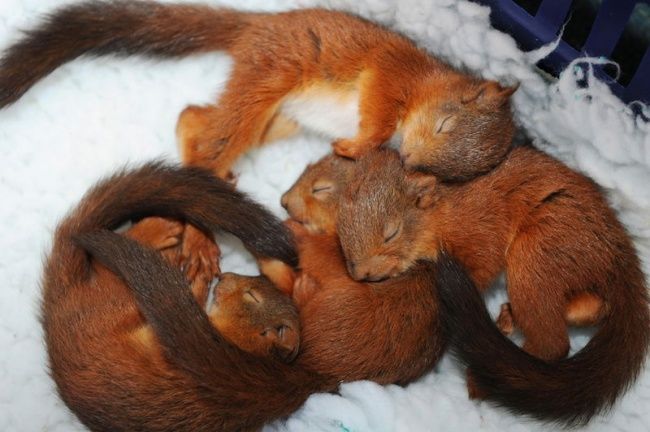 Red squirrels asleep