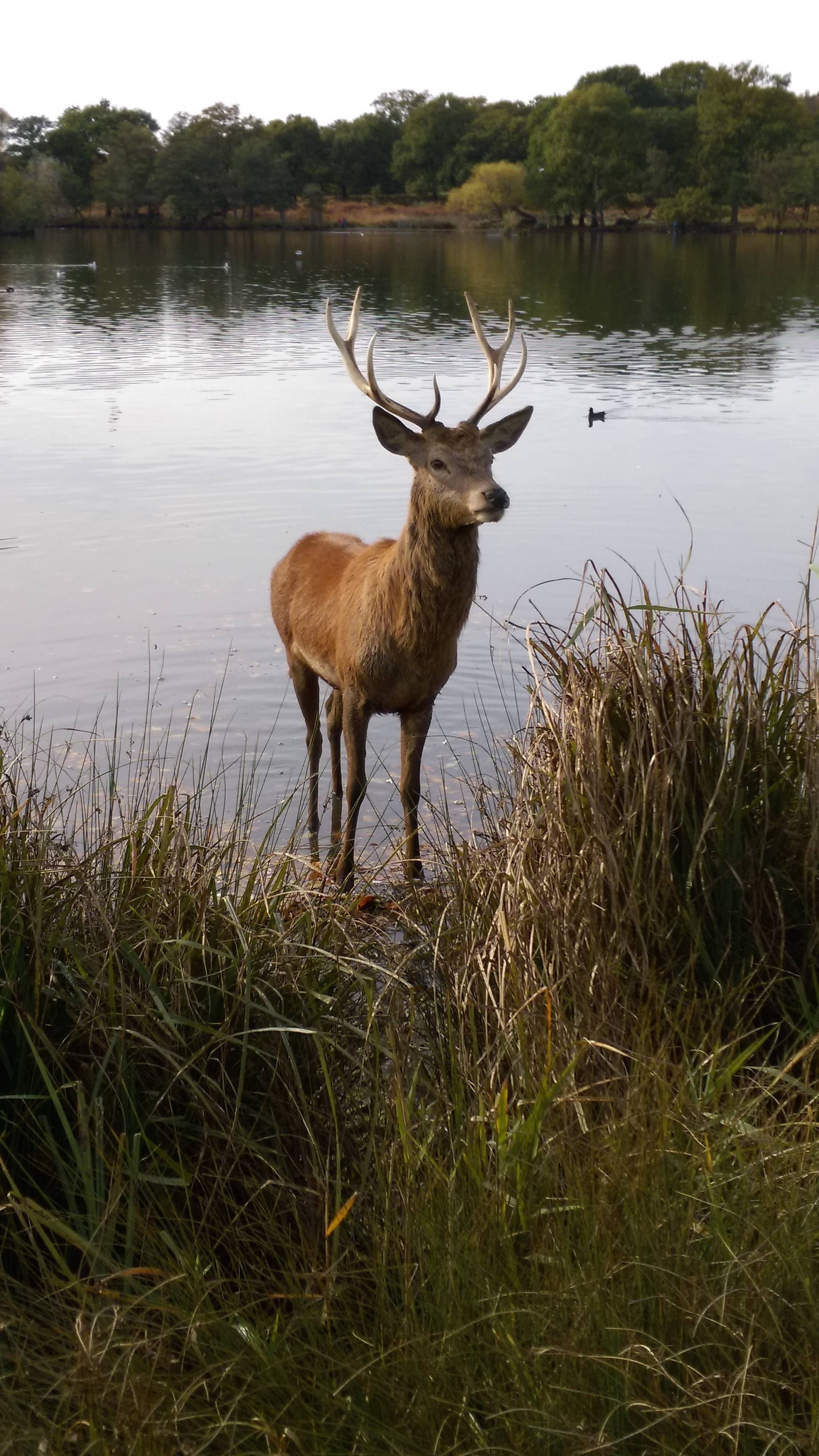 I took this photo of a deer and wanted to share it with someone