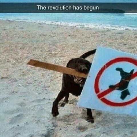 bork bork bork