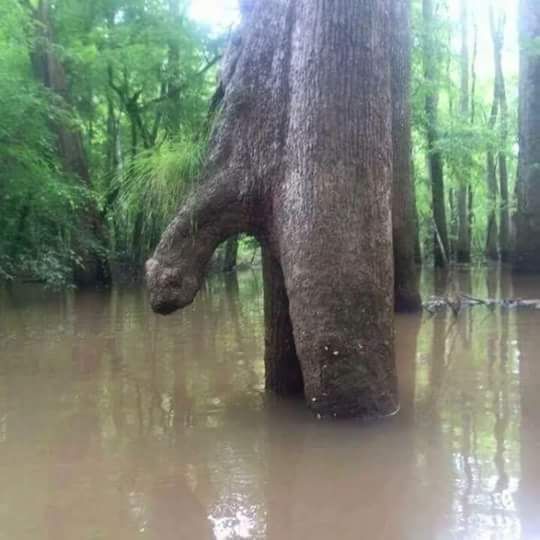 Well there's some morning wood