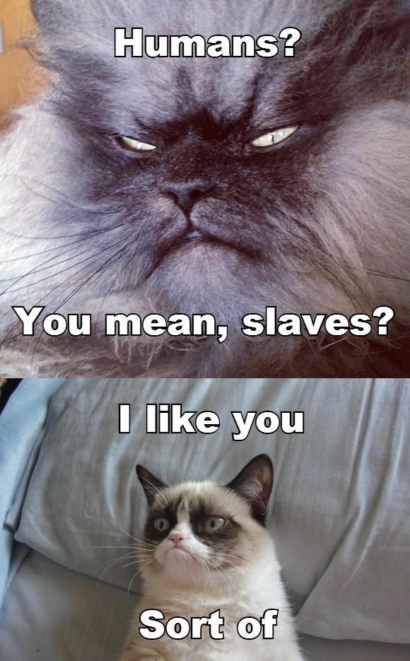 Sinister cat meets Grumpy cat