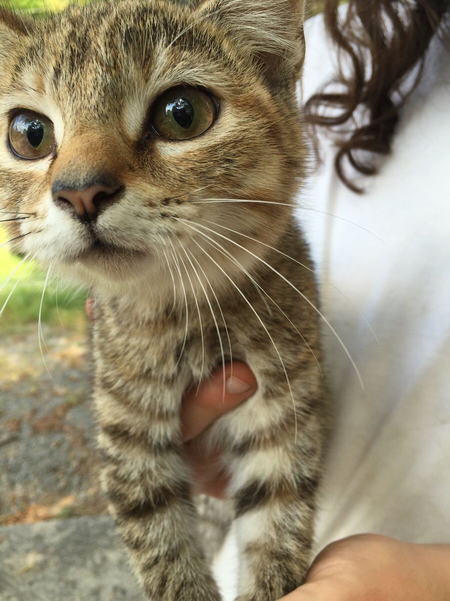 We told our farmer friend we had a mouse problem. This is what she gave us.